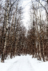 birch forest