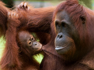 Portrait of a female orangutan with a baby in the wild. Indonesia. The island of Kalimantan (Borneo). An excellent illustration.