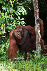 Orangutan stands on legs in the jungle. Indonesia. The island of Kalimantan (Borneo). An excellent illustration.