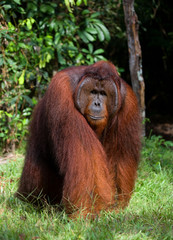 A big dominant male is standing on legs in the jungle. Indonesia. The island of Kalimantan (Borneo). An excellent illustration.