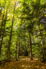 Trail View in Colorful Autumn Forest