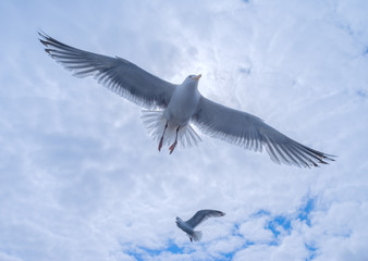 Gulls in the cloudy sky