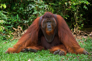 Dominant male orangutan sitting on the ground. Indonesia. The island of Kalimantan (Borneo). An excellent illustration.