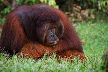 Dominant male orangutan sitting on the ground. Indonesia. The island of Kalimantan (Borneo). An excellent illustration.