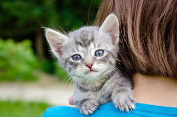 little kitten, outdoor