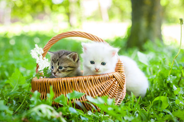 little kitten, outdoor