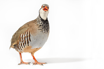 Wildlife studio portrait: Red-legged partridge looking to camera. Blank space at right.