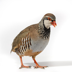Wildbird studio portrait: Red-legged partridge on white background.