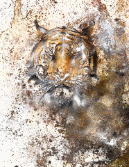 Color Abstract background and spots with color effect and tiger head, computer collage. Brown, orange, black and white color.