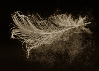 Obraz premium White fluff on dirt