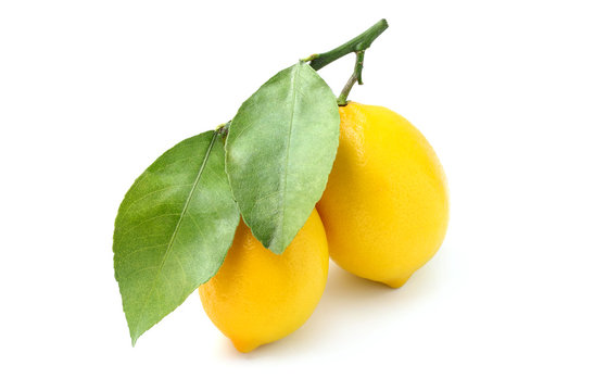 Lemons on a branch with leaves.