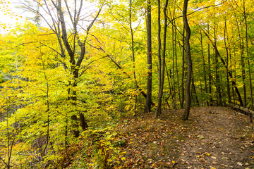 Trail View in Colorful Autumn Forest