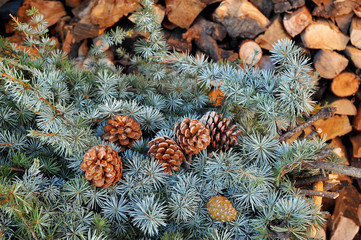 Conifers branch with cones on the wood background