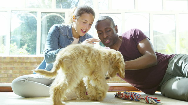  Couple relaxing at home with 2 cute young cocker-poo puppies. 