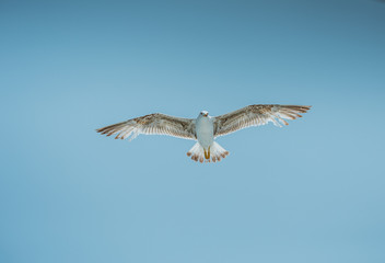 Chasing bird for prey over Marmara sea in Istanbul city,Turkey