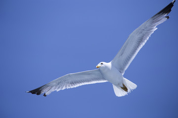 Chasing bird for prey over Marmara sea in Istanbul city,Turkey