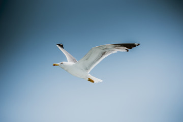 Fototapeta na wymiar Chasing bird for prey over Marmara sea in Istanbul city,Turkey