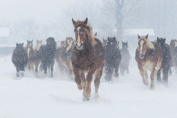 Naklejka premium 走る馬の集団