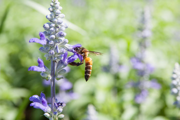 Bee on the flower