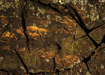 old wood  background with cracks and moss