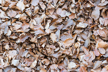 Fall leaves sunset