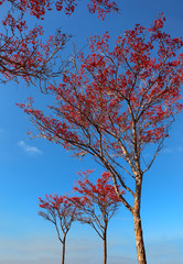 Ripe red hawthorn berries