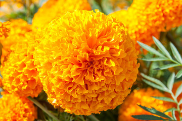 Marigold