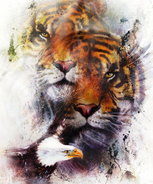 tiger with eagle and ornamental mandala. wildlife animals on painting background, Eye contact. Brown, orange, black and white color.