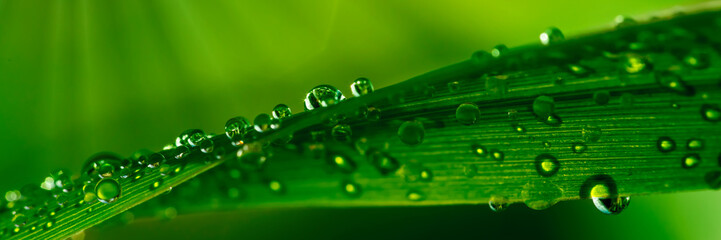 Fototapety  Krople wody na trawie