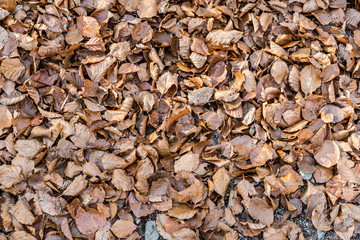 Fall leaves sunset