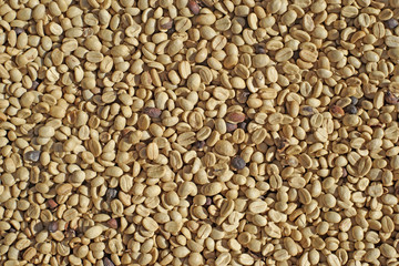fresh coffee beans