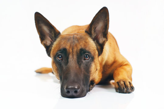 14 212 Best Malinois Images Stock Photos Vectors Adobe Stock 14 212 Best Malinois Images Stock Photos Vectors Adobe Stock