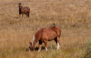Fototapeta premium Magpie on a horse's back