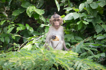 Fototapeta premium 食べるサル 