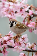 桜の花と鳥　（スズメ）