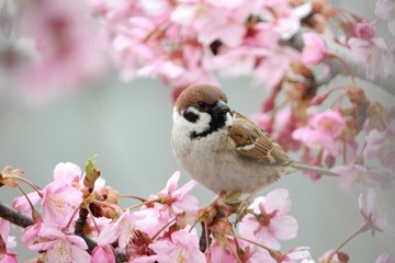 桜の花と鳥　（スズメ）