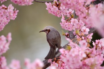 桜の花と鳥　（ヒヨドリ）

