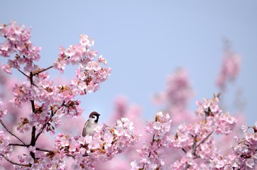 桜の花と鳥　（スズメ）
