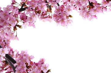 桜の花　白バック
