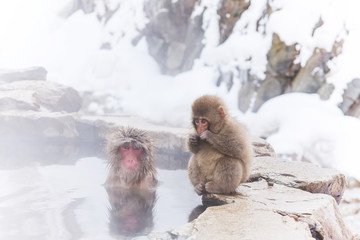 温泉のおさるさん　Japanese monkey of the outdoor bath