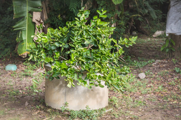 Lime tree with fruits closeup