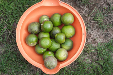 Lime in orange bowl close up