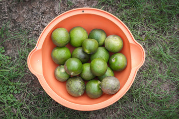 Lime in orange bowl close up