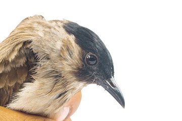 sparrow sitting in children`s hand
