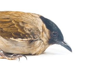 House Sparrow against white background
