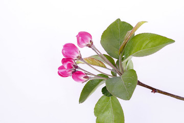 Obraz premium Chinese flowering crab-apple