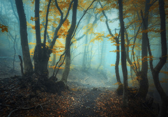 Autumn forest in fog. Beautiful natural landscape.