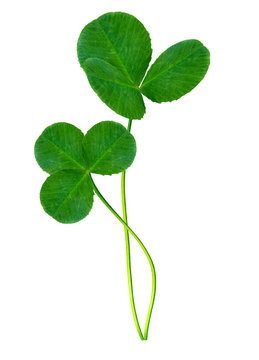 leaf clover on white background