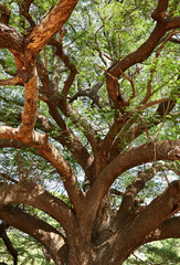 Under big green tree, garden
