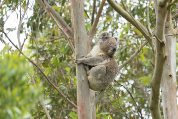 Koala on a eucalyptus tree